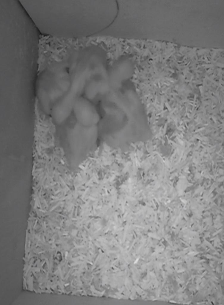 Baby halsbanden voor handopfok, Dieren en Toebehoren, Vogels | Parkieten en Papegaaien