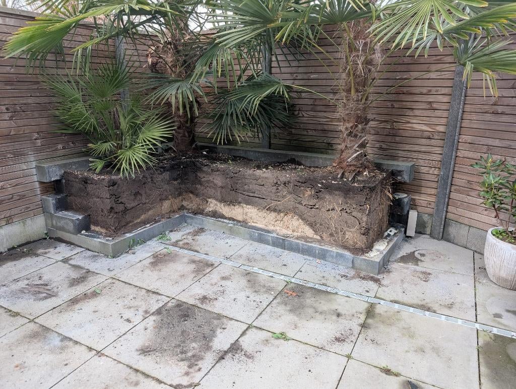 Palmbomen, Tuin en Terras, 100 tot 250 cm, Zomer, Palmboom, Ophalen