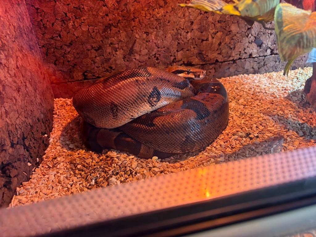 Boa Constrictor Imerator, Animaux & Accessoires, Serpent, Domestique, 7 à 10 ans