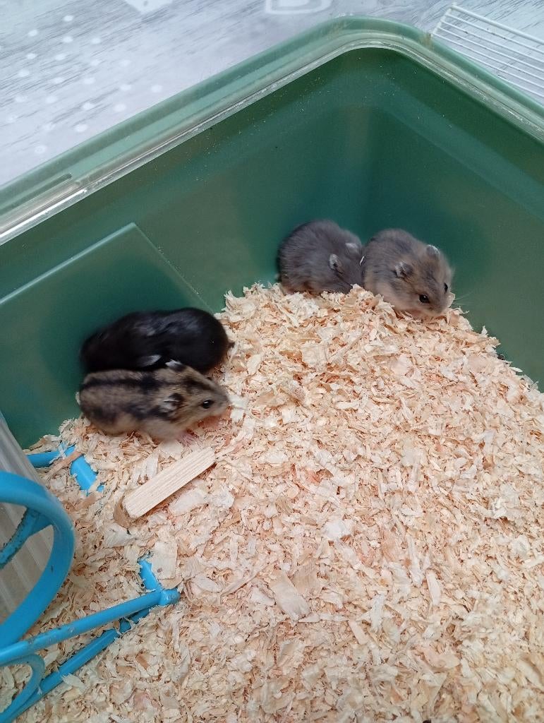 nestje dwerghamsters, Dieren en Toebehoren, Knaagdieren, Hamster, Maart, Meerdere dieren, Tam
