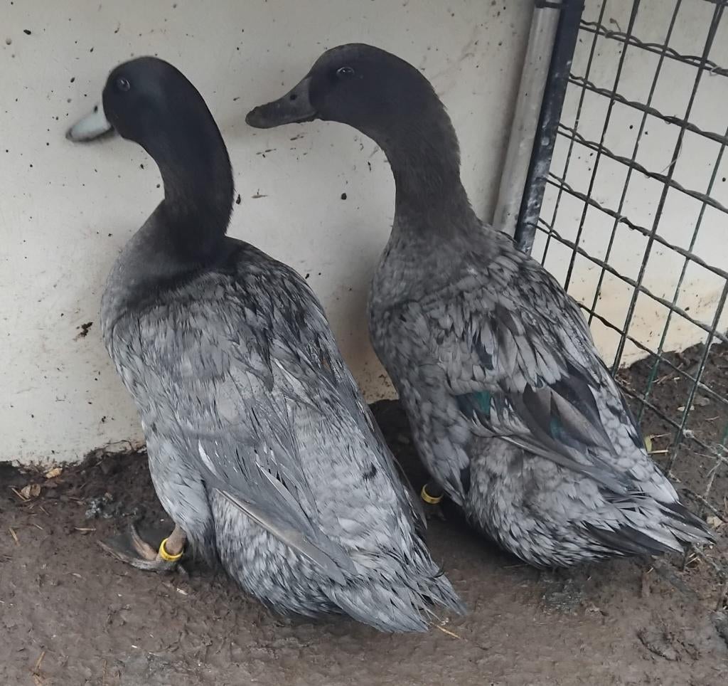 Koppel eend van vorst blauw, Dieren en Toebehoren, Mei