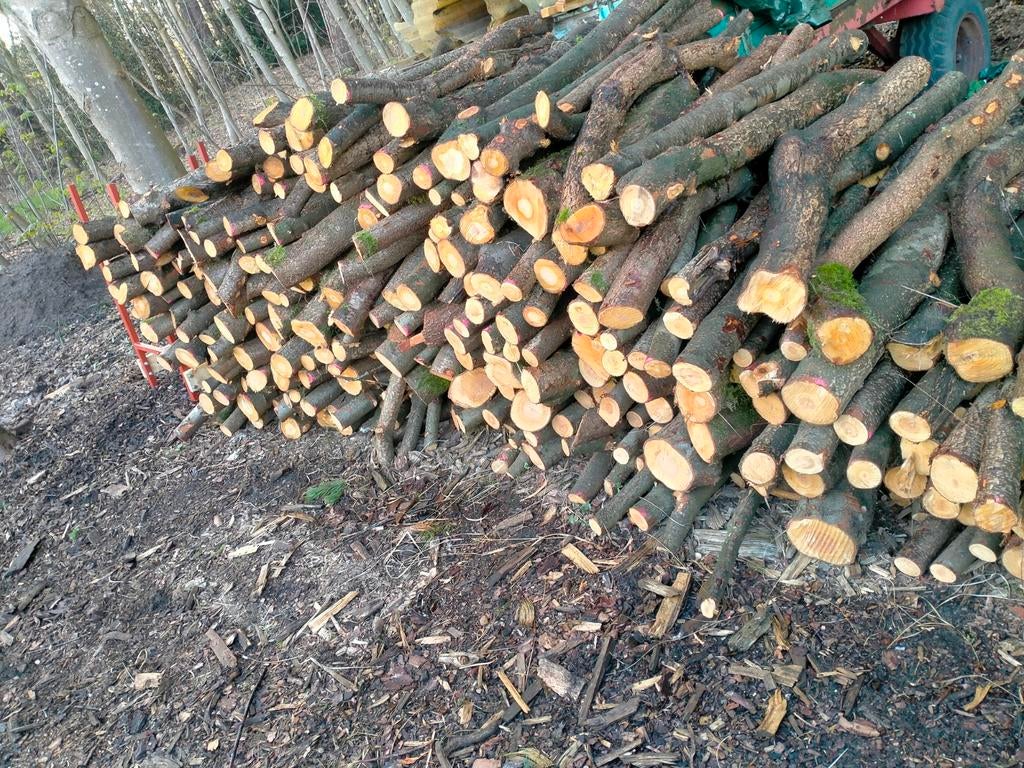 Brandhout amerikaanse vogelkers, Enlèvement