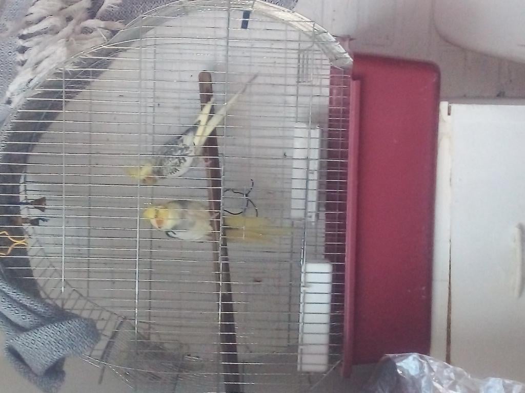 Vogels, Dieren en Toebehoren, Vogels | Kanaries