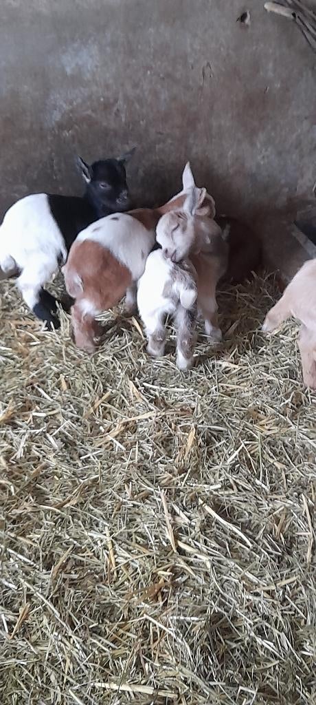 Super mooie lammetjes, Dieren en Toebehoren, Schapen, Geiten en Varkens, Meerdere dieren, Geit, 0 tot 2 jaar