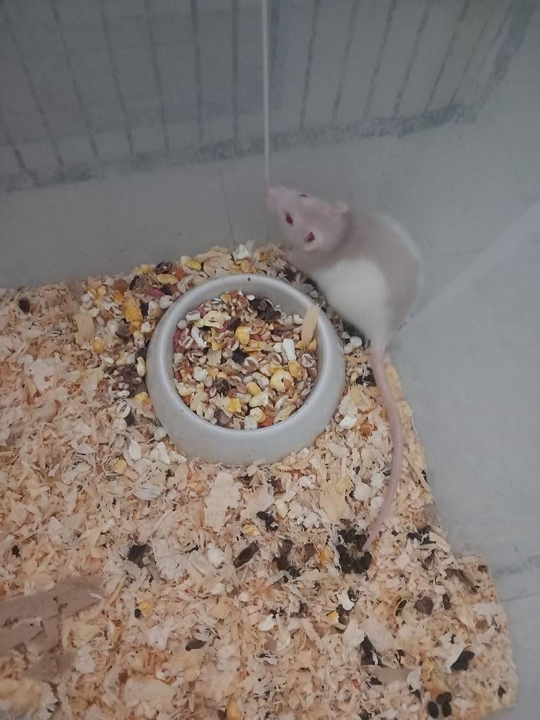 rat domestique, Dieren en Toebehoren, Knaagdieren, Rat, Vrouwelijk, Januari, Tam