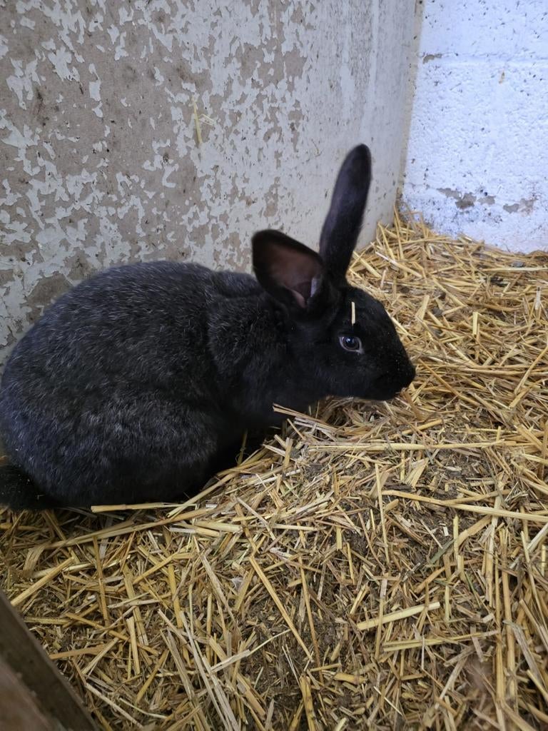 Konijntje te koop, Vrouwelijk