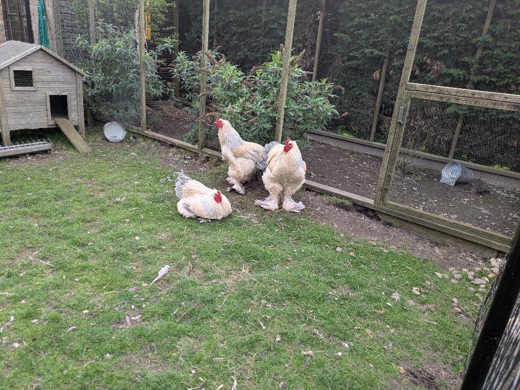 4 brahma Isabel hanen, Mannelijk, Kip