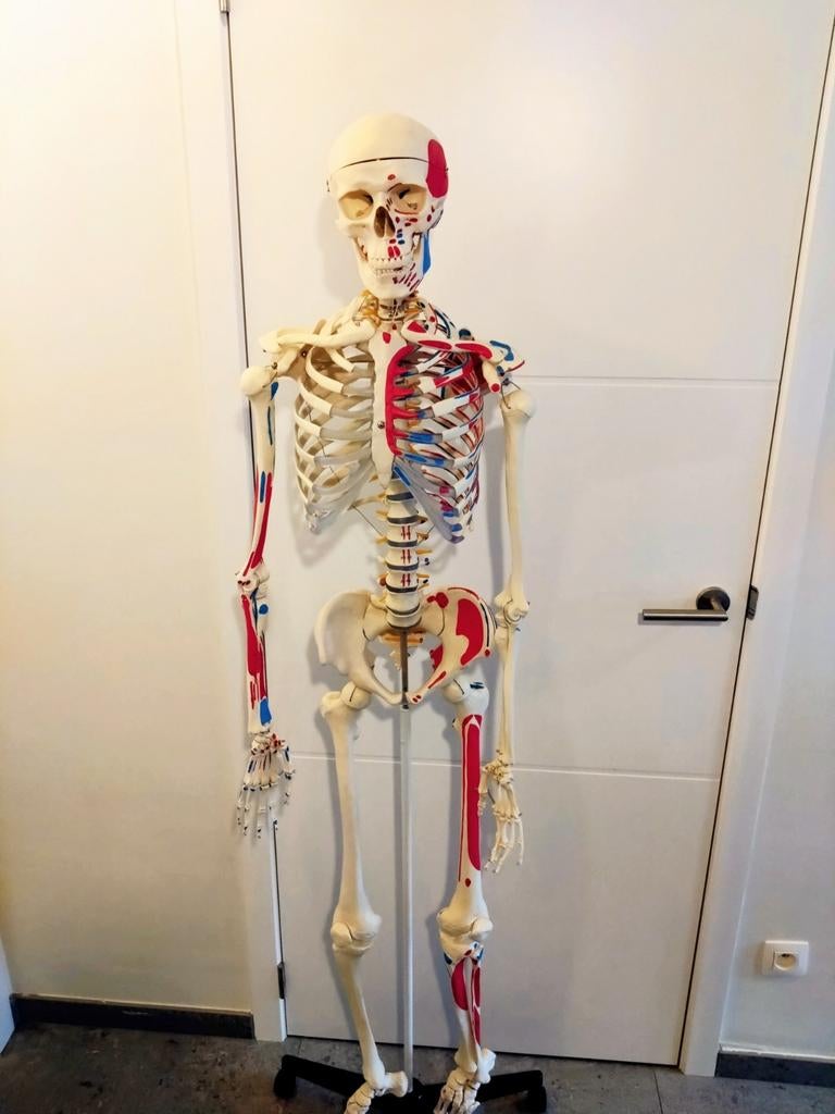 Anatomisch skelet met spieraanduidingen, Diversen, Ophalen