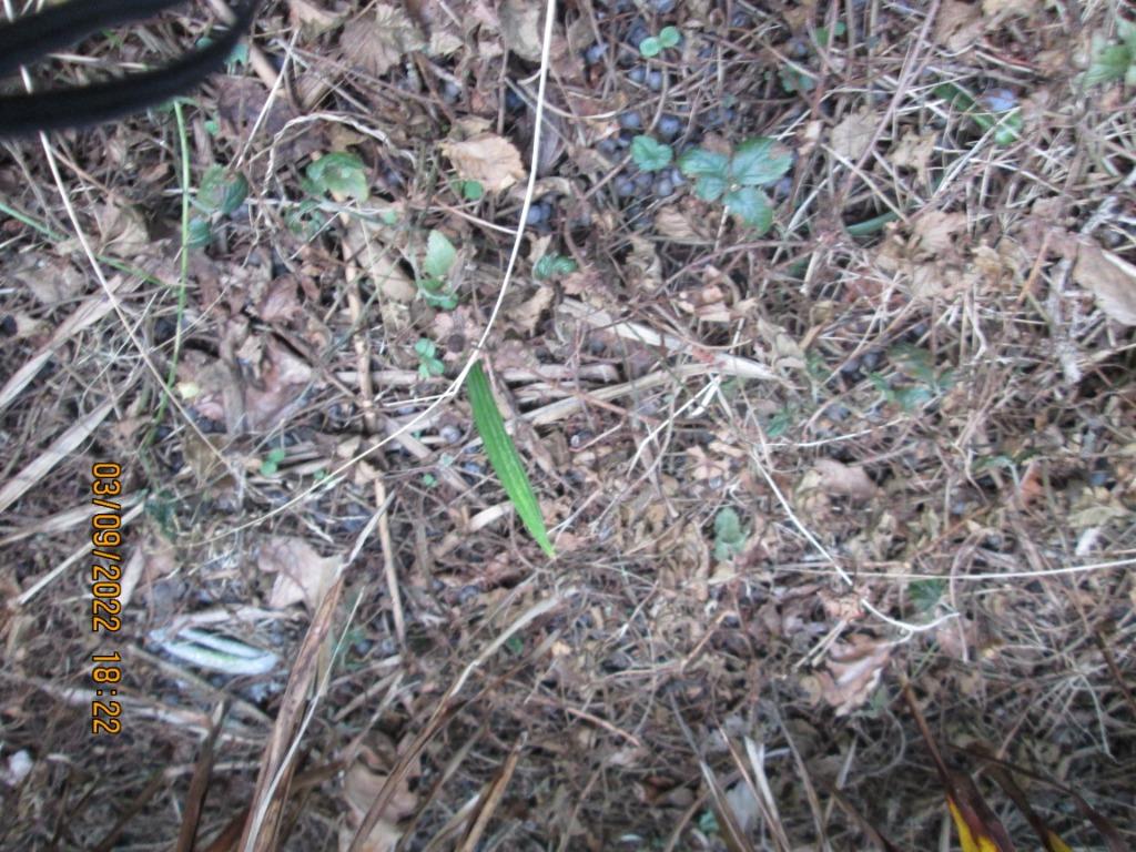 20 graines de palmier + 2 boutures de palmier écloses, Jardin & Terrasse, Enlèvement ou Envoi, Moins de 100 cm, Été, Ombre partielle