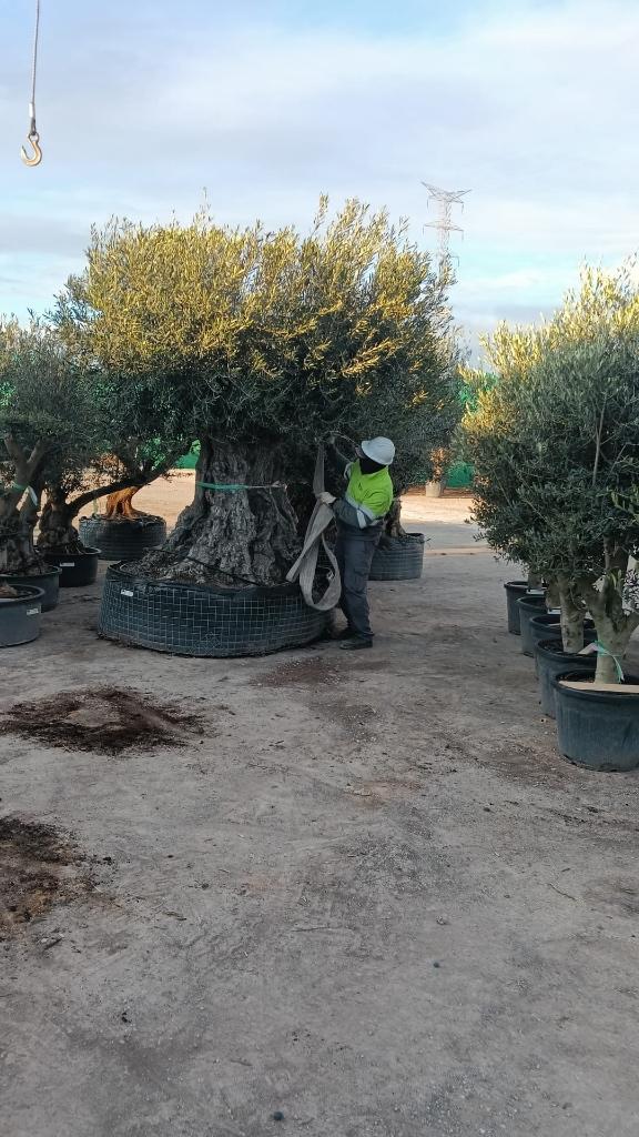 Olijfboom XXL, Volle zon, Ophalen of Verzenden, Olijfboom, 250 tot 400 cm