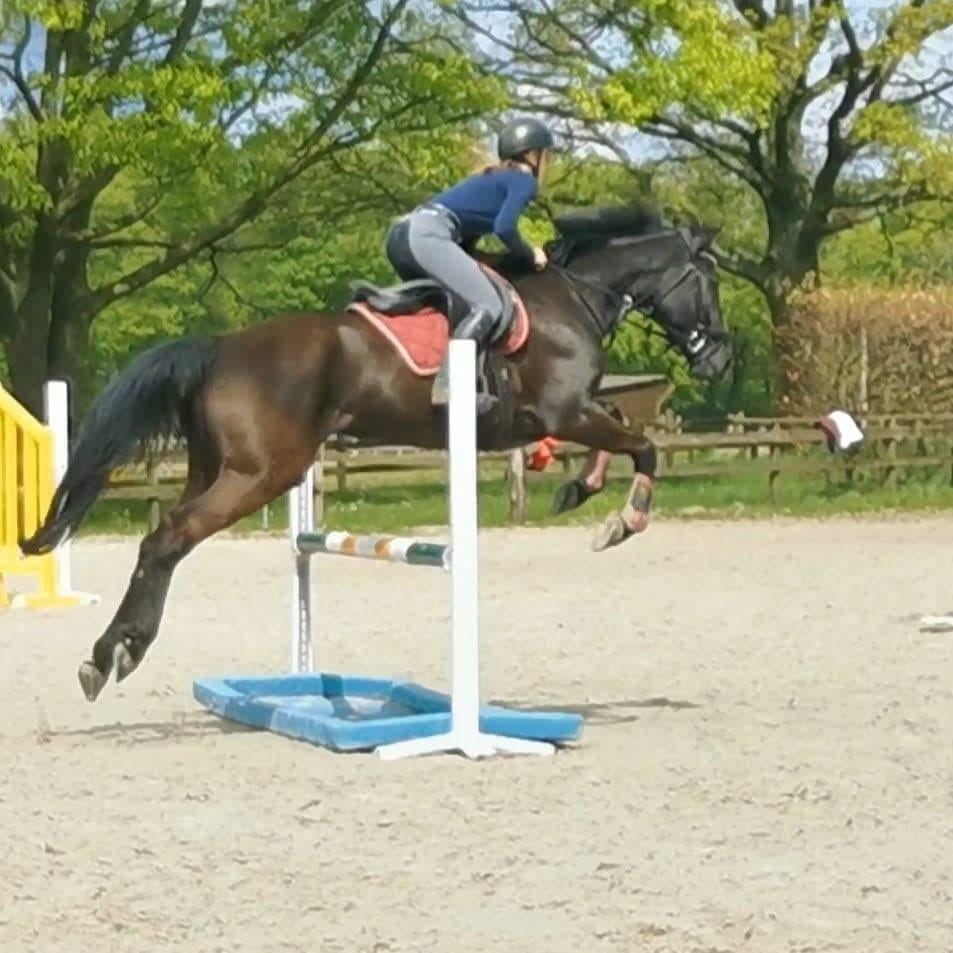 Paarden trainen, Enlèvement ou Envoi