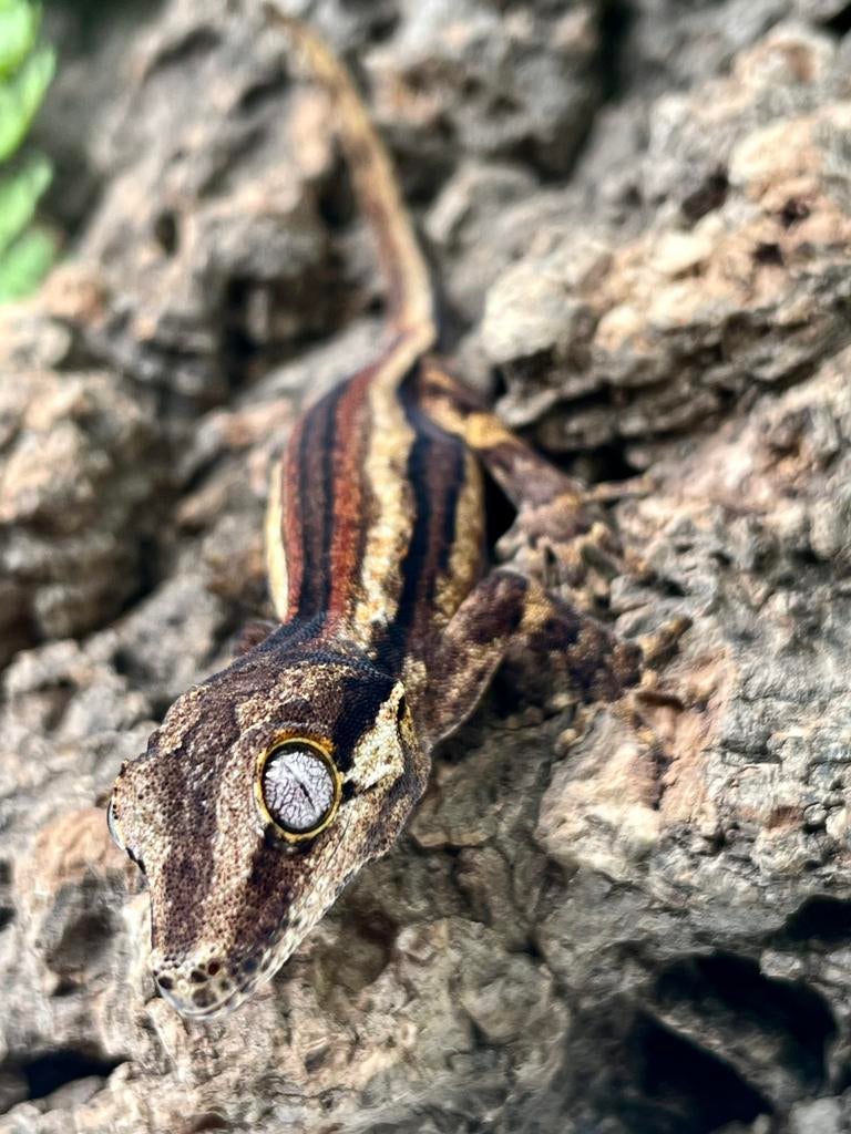 Gargoyle baby, Animaux & Accessoires