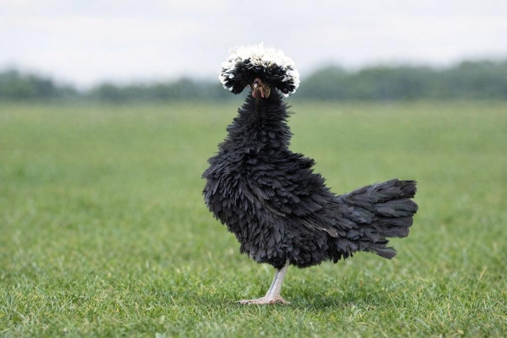 Hollandse kuifhoender krulveer krielkippen jonge hennen, Vrouwelijk, Kip