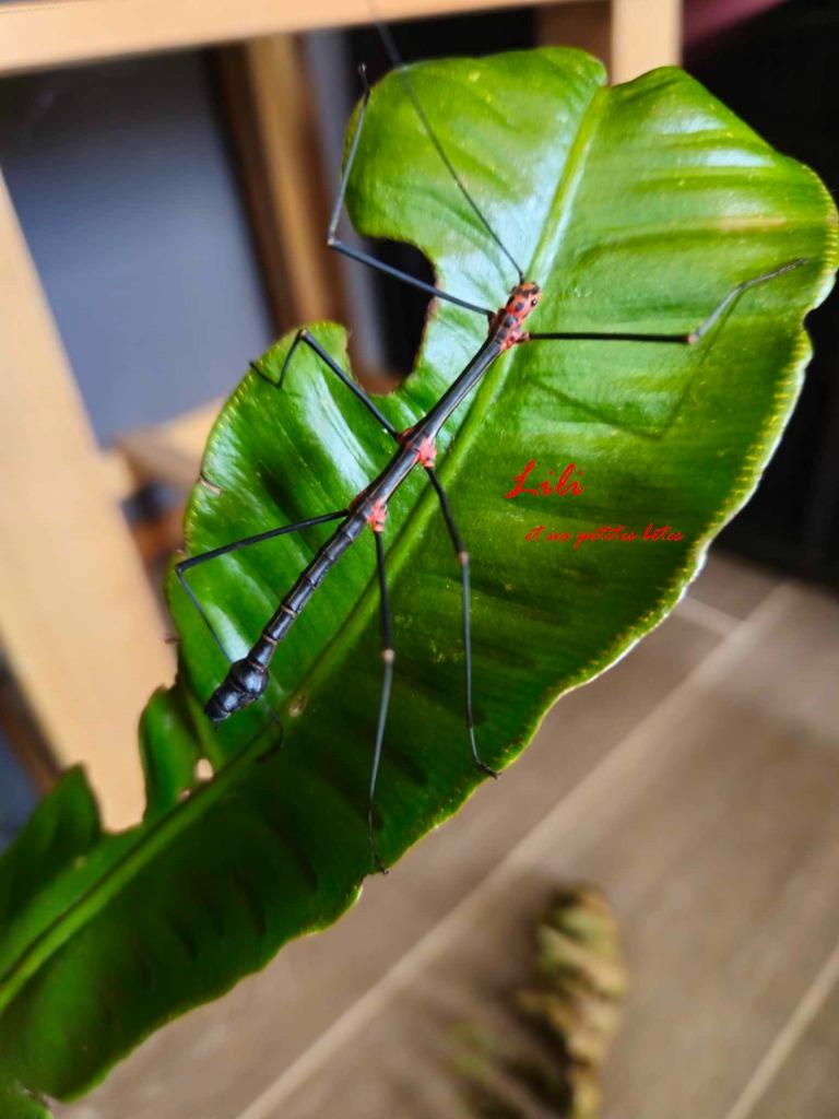 wandelende tak Oreophoetes topoense, Dieren en Toebehoren, Wandelende tak
