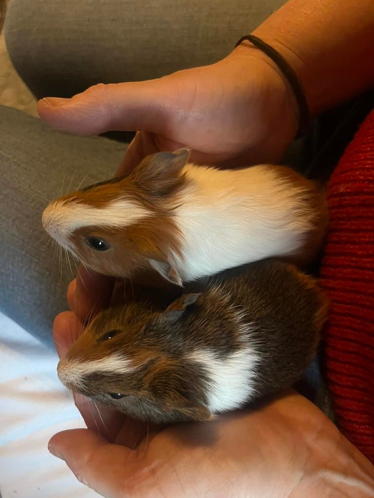 Des bébés cobayes !, Animaux & Accessoires, Rongeurs, Décembre, Domestique, Plusieurs animaux, Cobaye