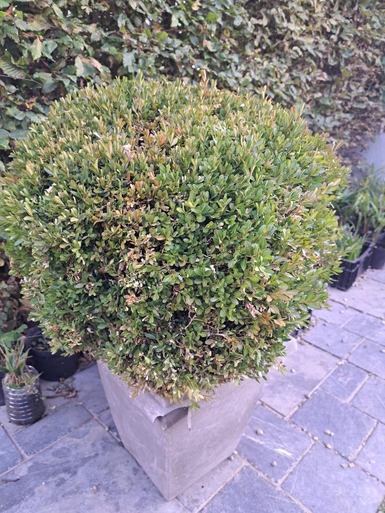 Buxus in pot - bol +/- 60 cm, Tuin en Terras, Ophalen, Vaste plant
