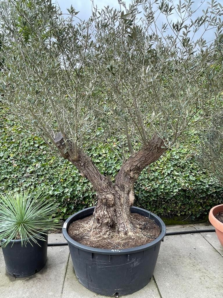 Olijfboom, Tuin en Terras, Planten | Bomen, Lente, 100 tot 250 cm, Olijfboom, Ophalen
