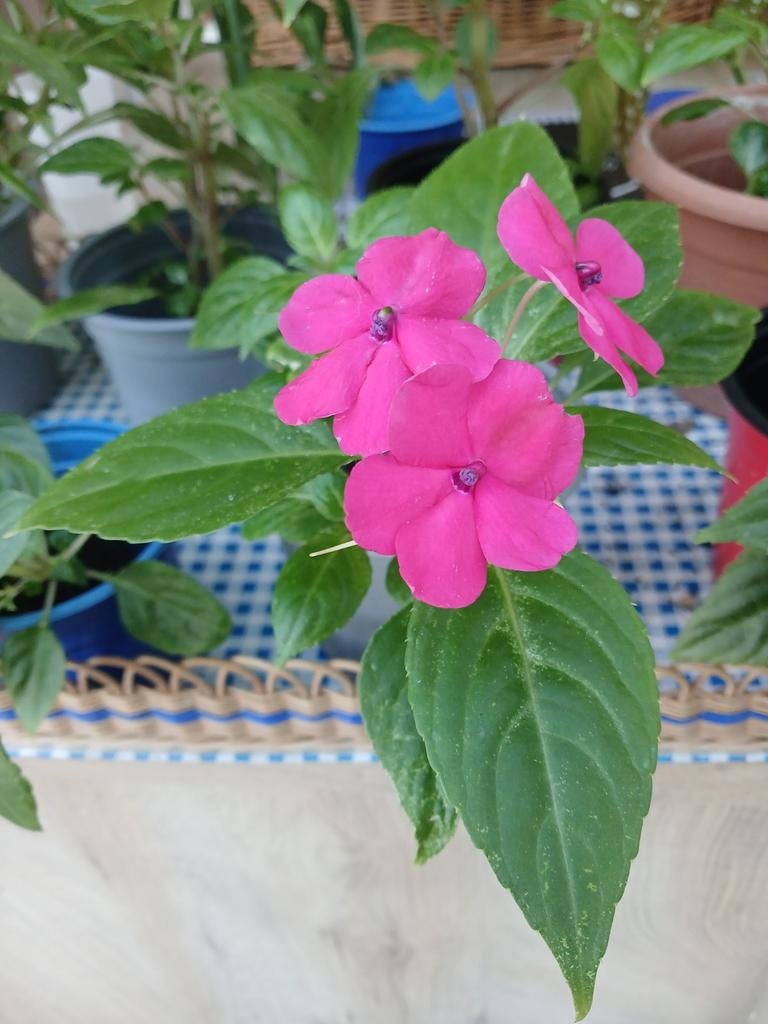 Action plantes "IMPATIENTE", Tuin en Terras, Ophalen, Lente