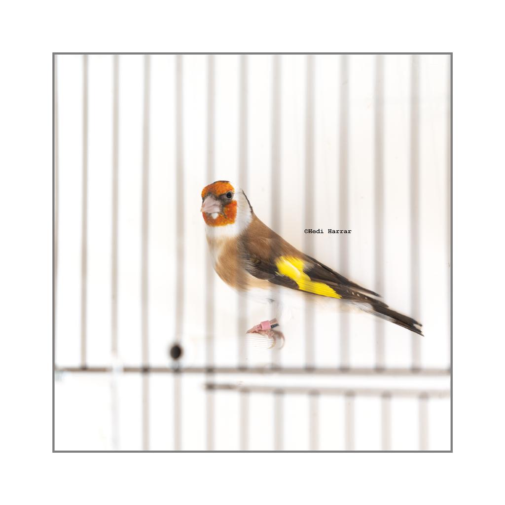 chardonneret femelle brune, Femelle, Oiseau chanteur sauvage, Domestique