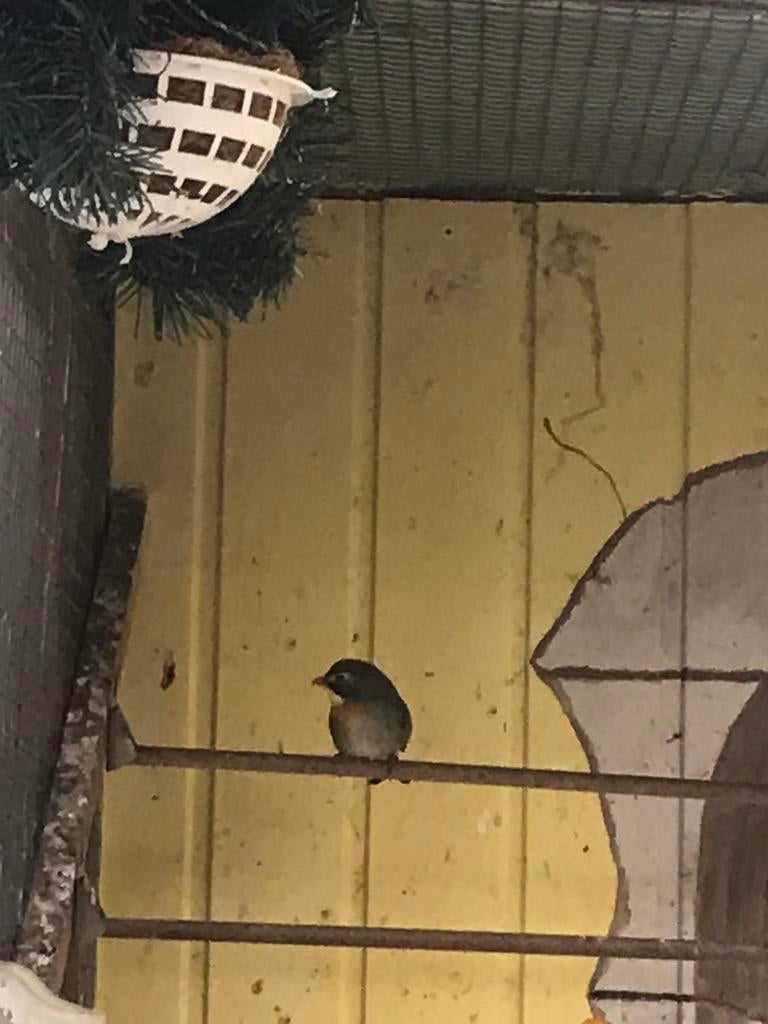 Japanse Nachtgaal ruilen, Dieren en Toebehoren, Geringd