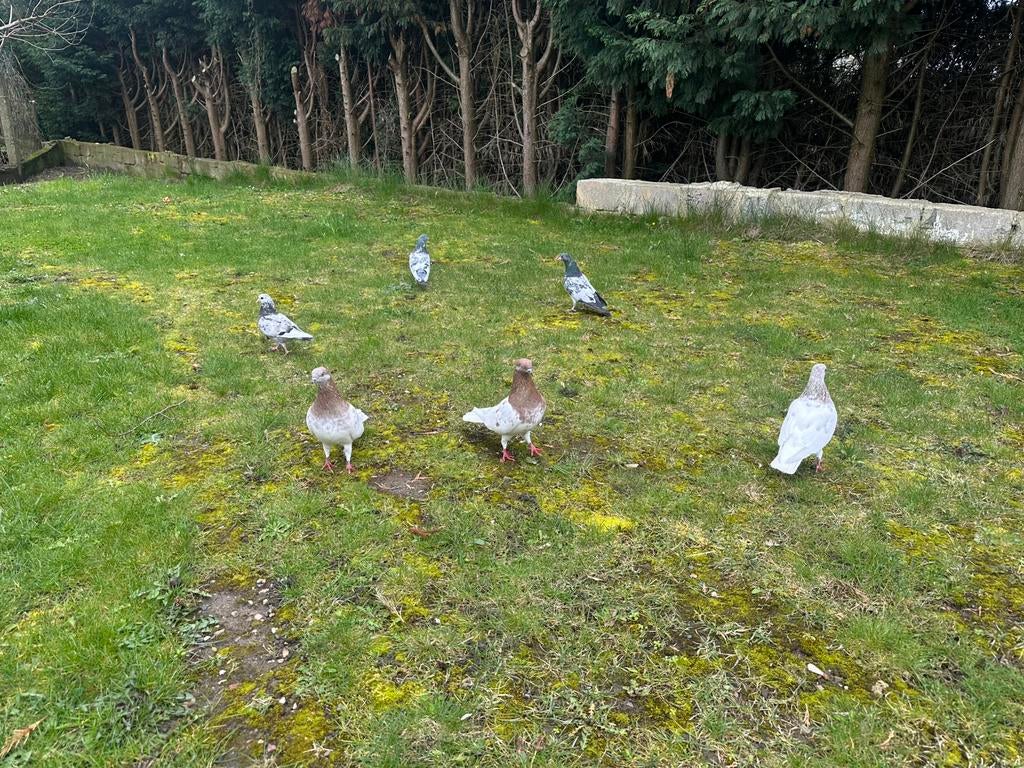 oiseau pakistanais  une pièce à 25 € 0032493816959, Animaux & Accessoires, Oiseaux | Pigeons