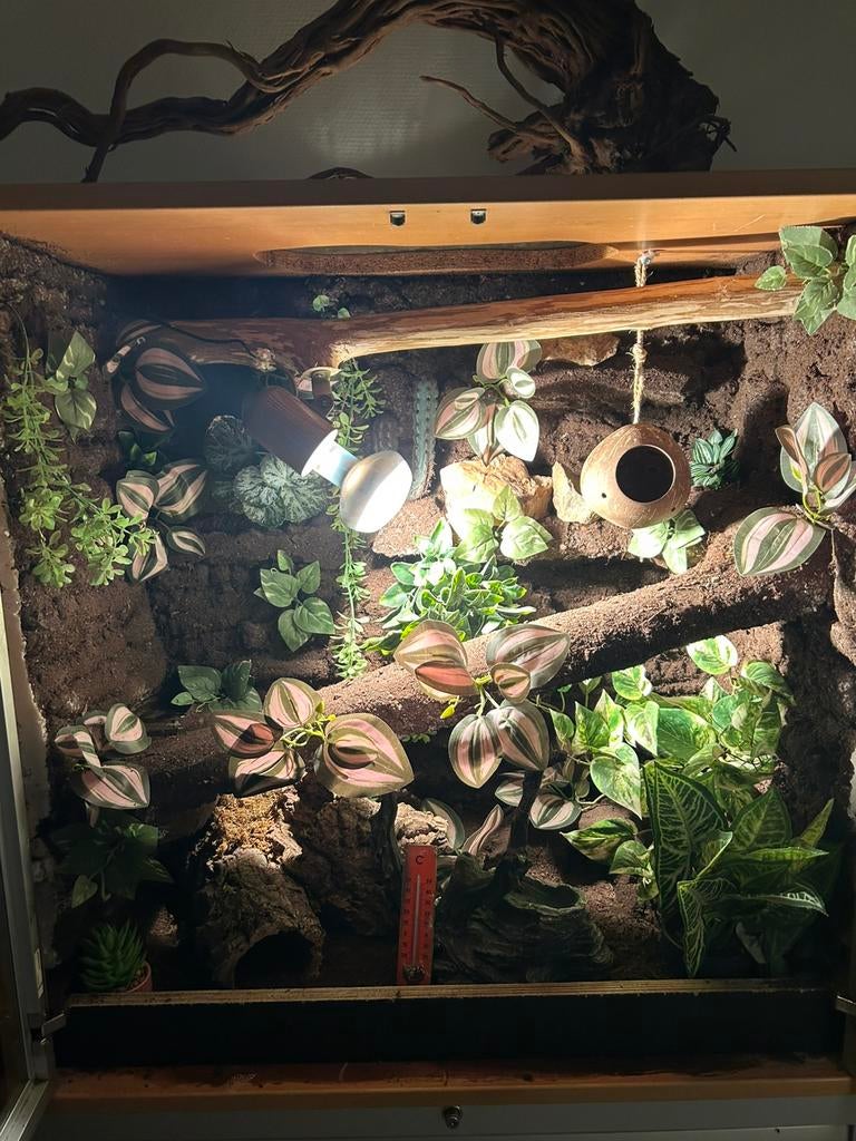 Terrarium te koop, Ophalen, Gebruikt, Terrarium of Paludarium