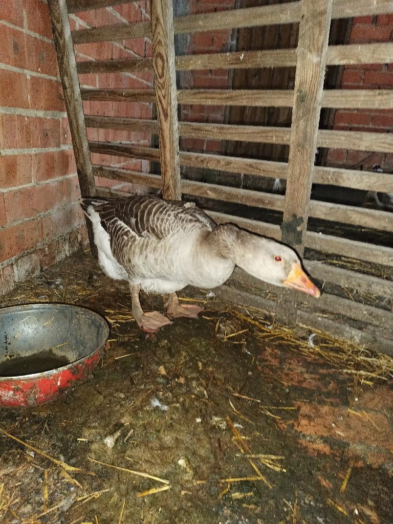 Grijze gans, Dieren en Toebehoren, Pluimvee, Mannelijk, Gans of Zwaan