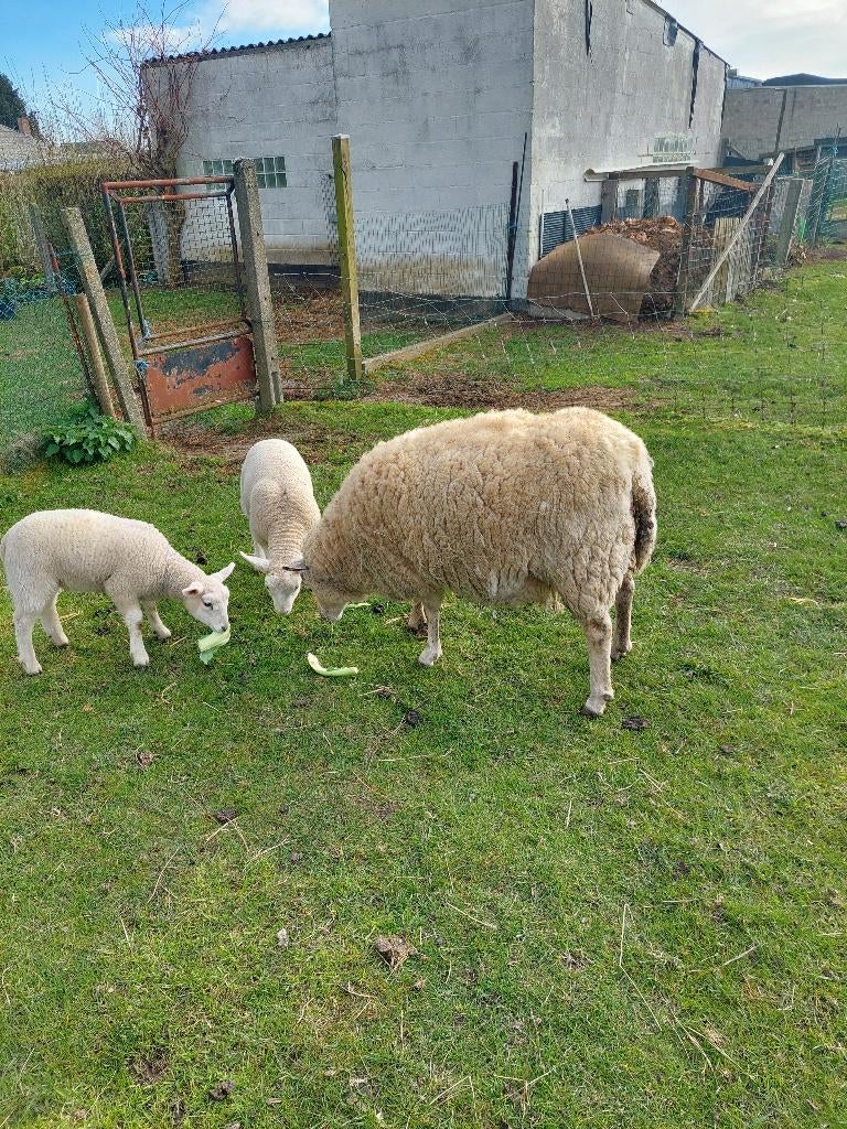 Schaap met lammeren, Dieren en Toebehoren, Schapen, Geiten en Varkens, Meerdere dieren, Schaap, 3 tot 5 jaar