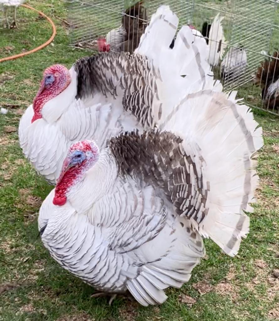 Ronquièreskalkoen kuikens (blauw)hermelijn, Geslacht onbekend, Kalkoen