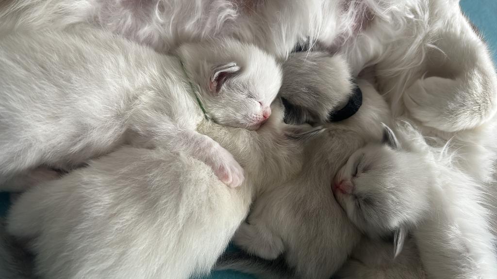 Chatons de race Ragdoll – 2 femelles et 2 mâles, Plusieurs animaux, Avec pedigree, 0 à 2 ans