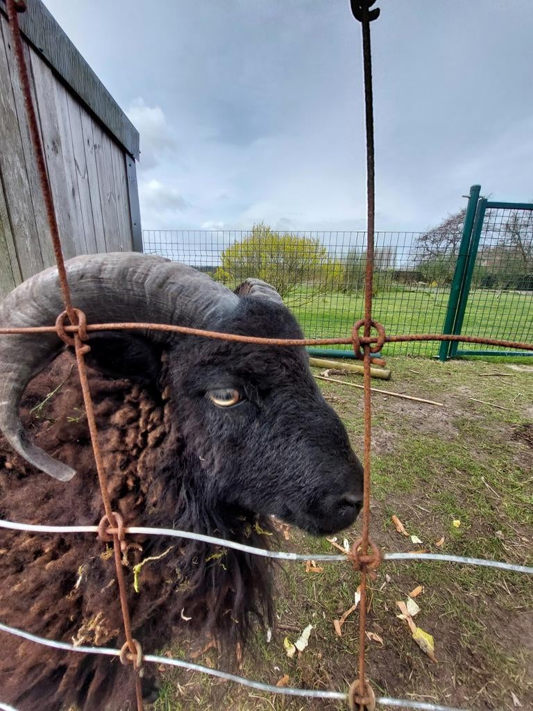 Gratis op te halen ouessant ram - 13 maanden oud -, Dieren en Toebehoren