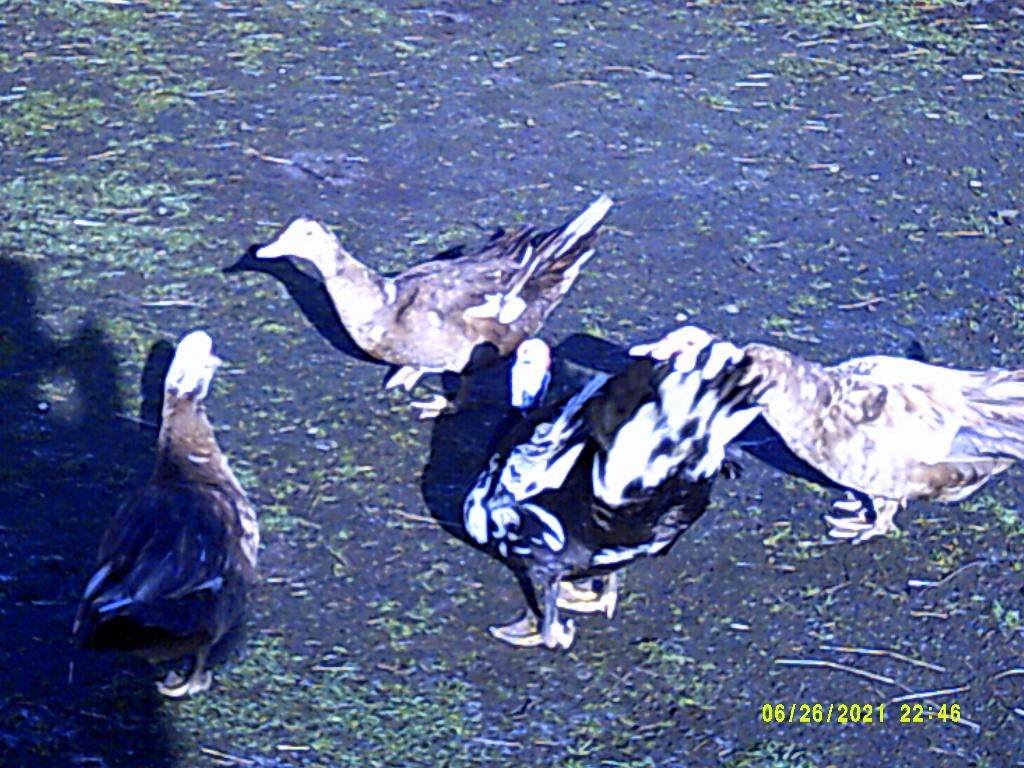 barberie eenden, Plusieurs animaux, Canard