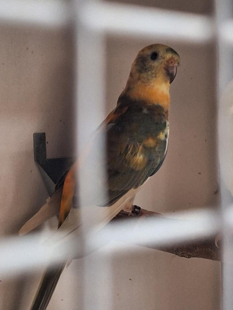 Roodrug parkiet, Dieren en Toebehoren, Vogels | Overige Vogels