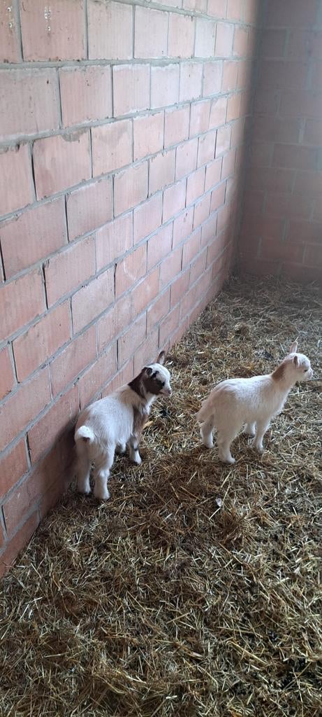 Dwerggeitjes Miekes, Animaux & Accessoires, Mars