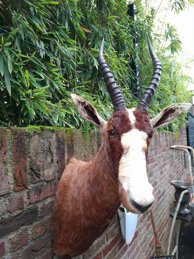 Opgezette kop blesbok taxidermie afrika jacht schedel gewei, Ophalen, Wild dier, Gewei of Kop