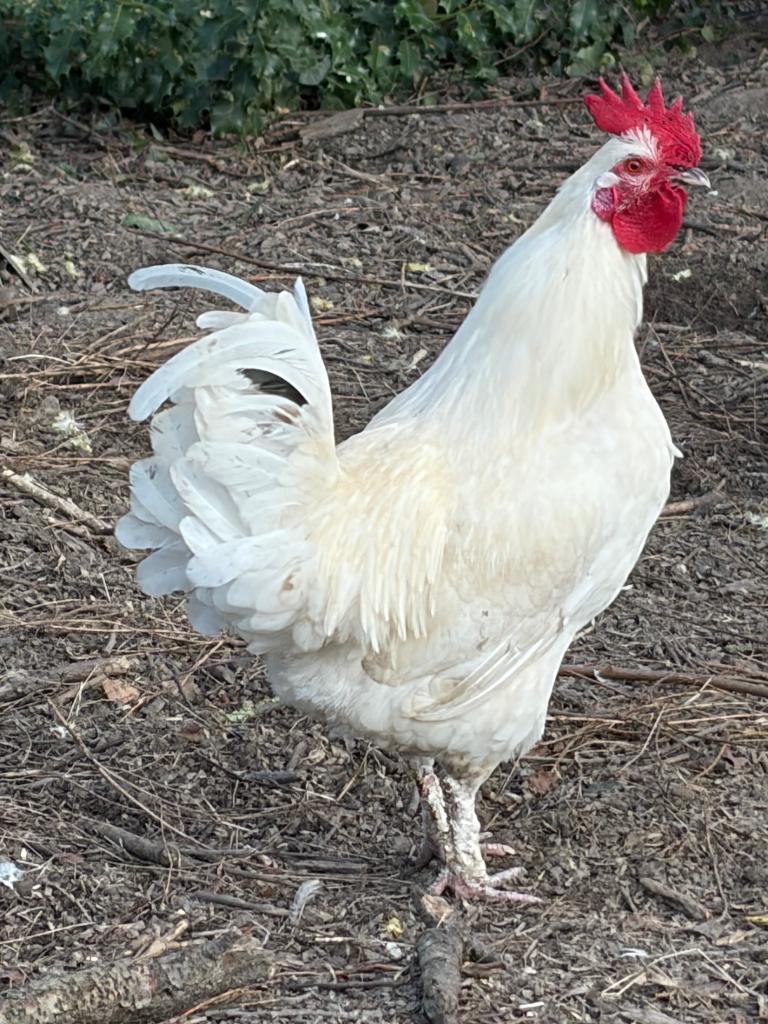 Haan kruising Poule de Bresse en Zijdehoen, Dieren en Toebehoren, Mannelijk, Kip