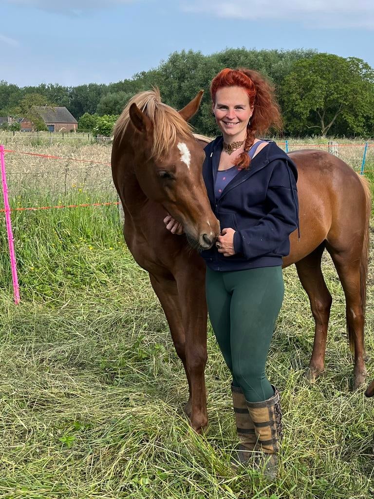 Jonge arabische volbloed, Dieren en Toebehoren, Paarden, Minder dan 160 cm, Ruin, 3 tot 6 jaar, Met stamboom