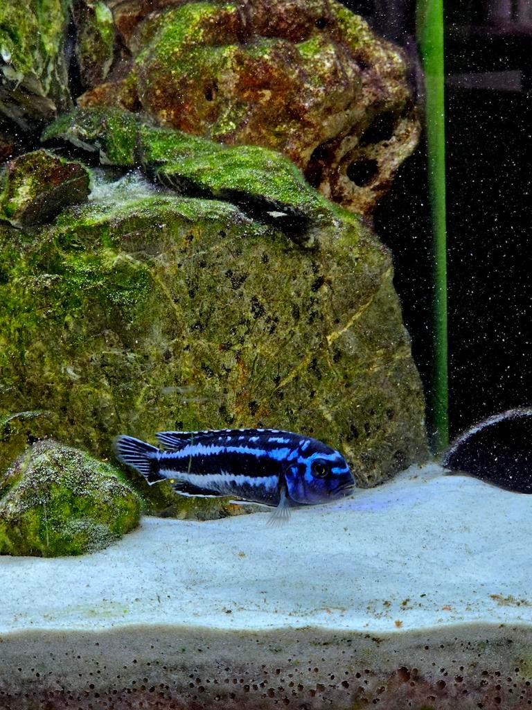 Mooie maingano cichlide 10cm