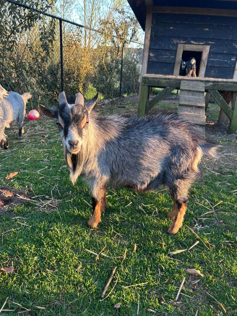 Mini Blauwschimmel Tan Dekbok, Dieren en Toebehoren, Mannelijk, Geit, 0 tot 2 jaar