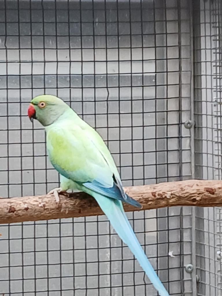 Blauw pastel opaline split bleekstaart man 2024, Geringd