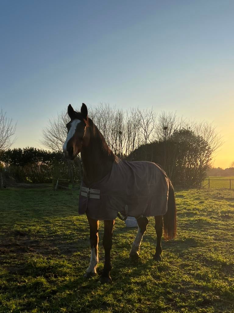 Te koop, Animaux & Accessoires, Chevaux