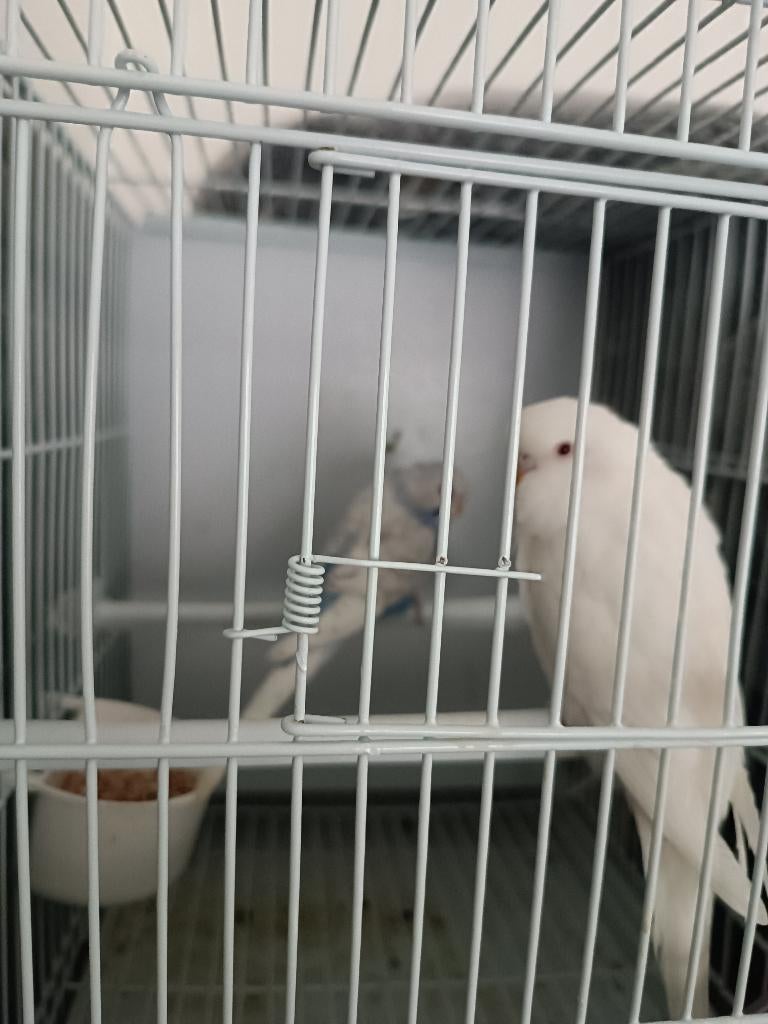 Paire de perruches 20E, Plusieurs animaux, Perroquet, Parleur