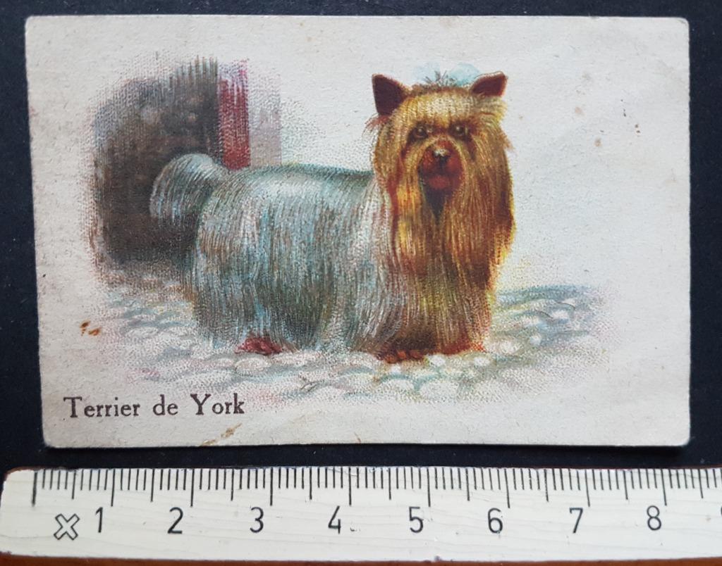 Chromo Chicorée Bleu Argent Cambrai Yorkshireterrier Hond, Verzamelen, Gebruikt, Ophalen of Verzenden, Voor 1940, Dier