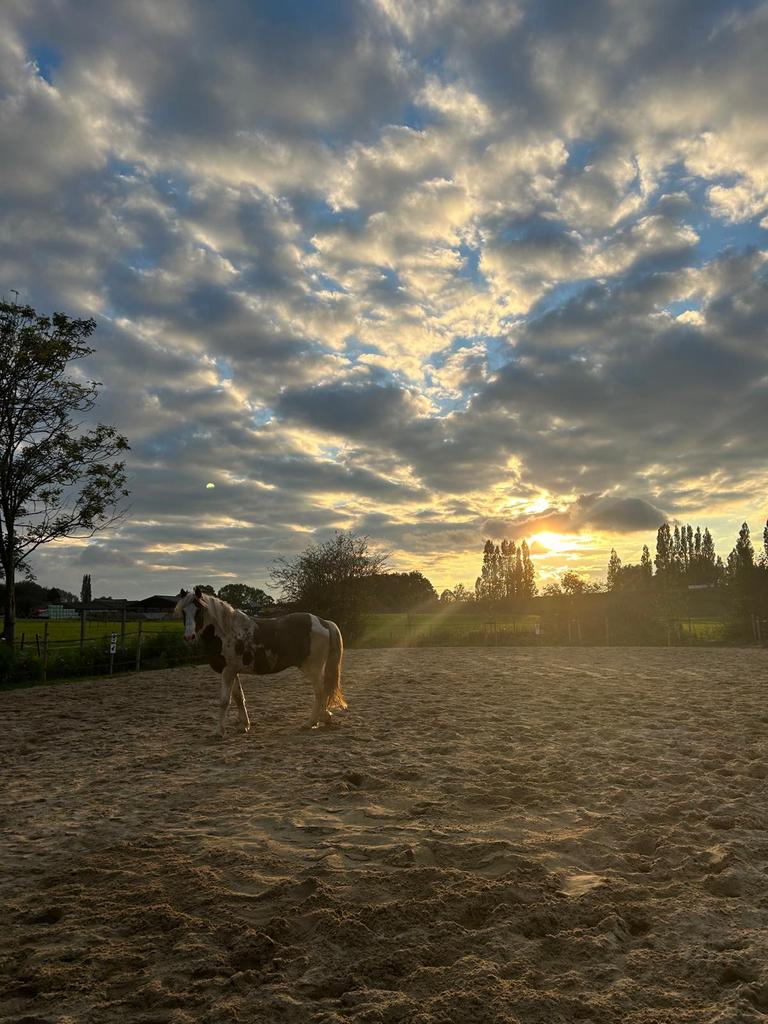 Halve stal gezocht , 9 jarige ruin te Temse, Animaux & Accessoires, Chevaux, Hongre, 7 à 10 ans
