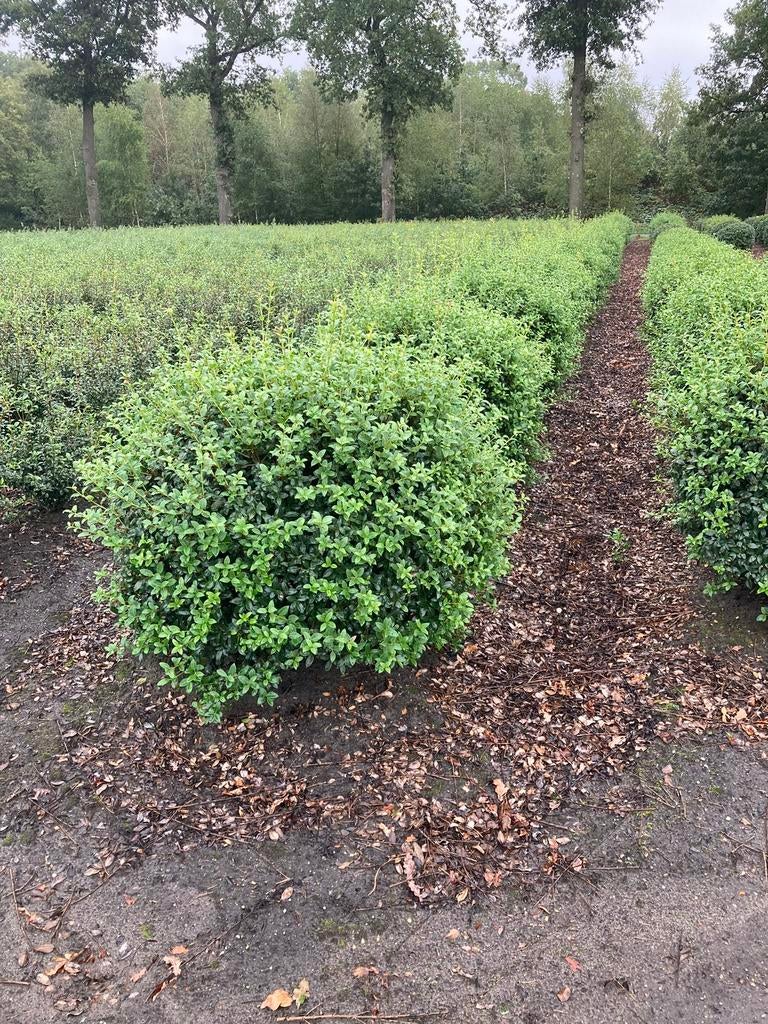 Osmanthus Burkwoodii schijnhulst bolvormen in maten, Ophalen of Verzenden, Struik