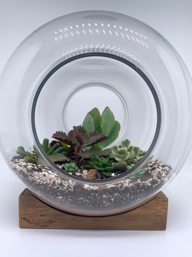 Open terrarium met vetplantjes, Maison & Meubles, Plantes d'intérieur, Plante succulente, En pot, Plein soleil, Moins de 100 cm