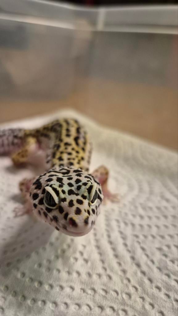 Jeune gecko léopard, Animaux & Accessoires, Lézard, Domestique, 0 à 2 ans