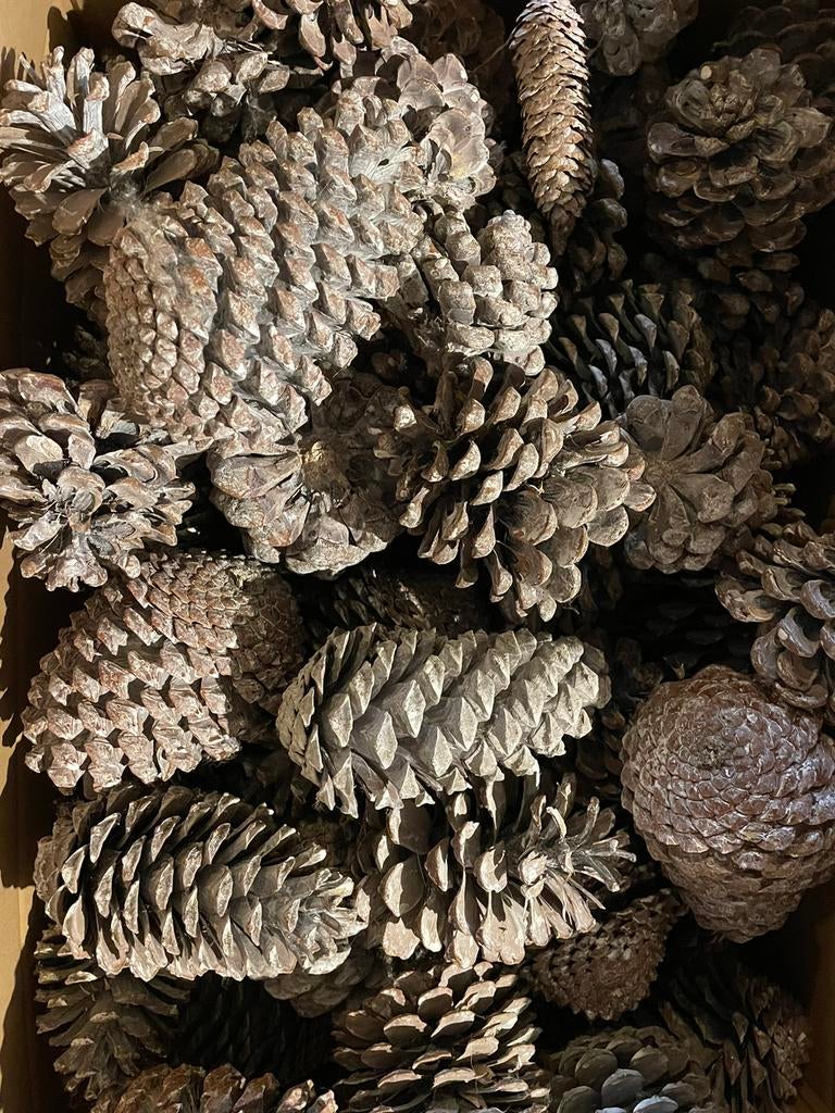 Dennenappels grote doos, Ophalen of Verzenden