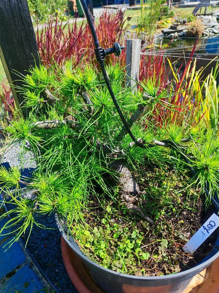 bonsai startplant pinus, Ophalen