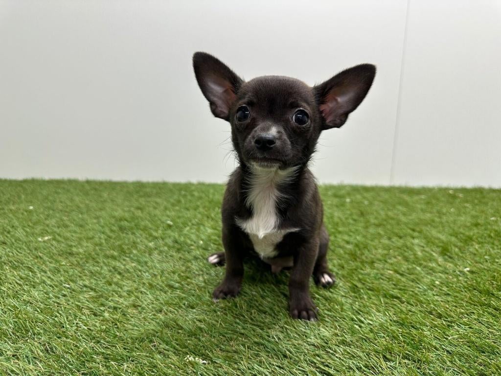 Chihuahua pup, België, Reu, 8 tot 15 weken, Parvo